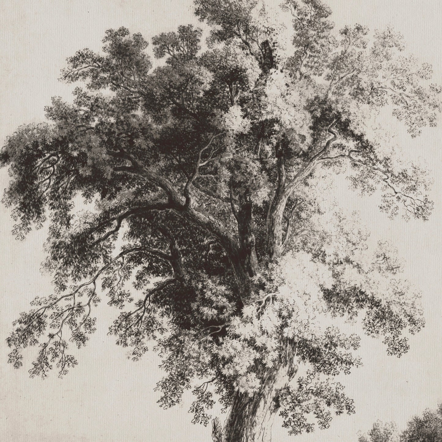 A Large Tree at Albano