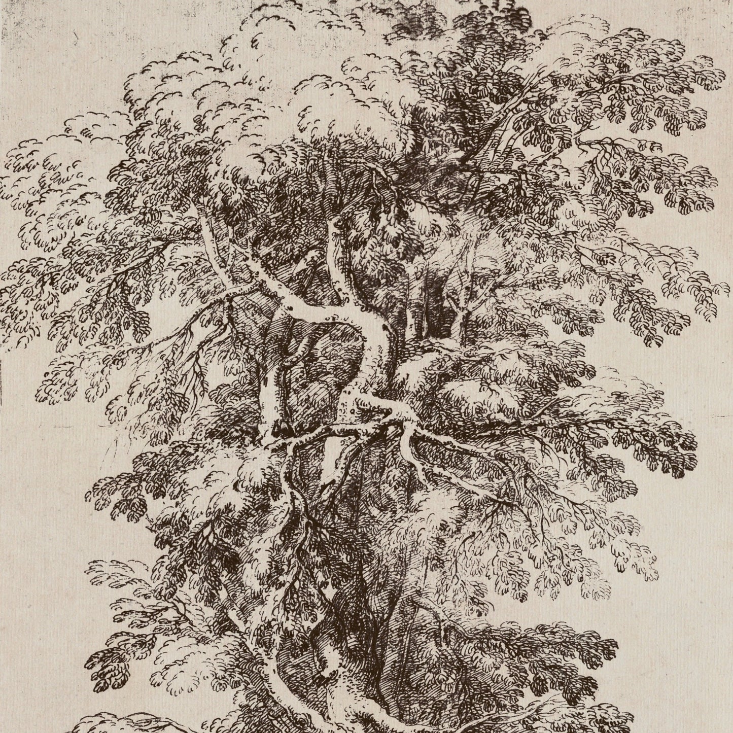 Large Sepia Tree Sketch