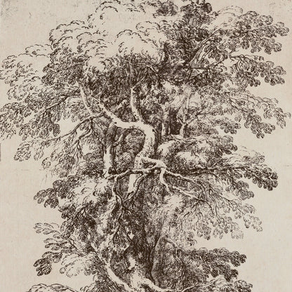 Large Sepia Tree Sketch